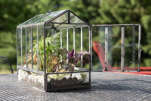 Terrarium Watering Guidelines: Essential Tips for Healthy Plants