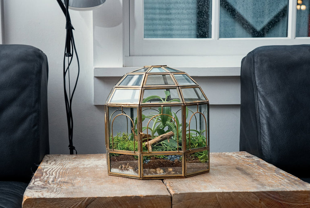 Closed Terrarium Plants – Urban Born