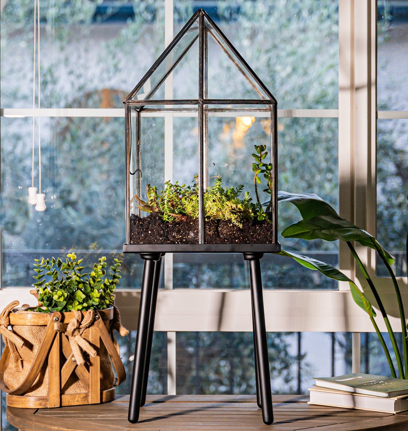 UB Extra Large Terrarium, Glass and Steel, Perfect for: Indoor Garden, Succulents, Cacti, Fern, Christmas and Wedding Gifts. (Black)