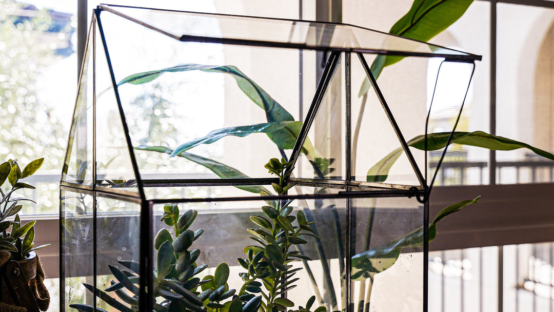UB Extra Large Terrarium, Glass and Steel, Perfect for: Indoor Garden, –  Urban Born